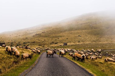 Flock of sheep grazing next to the path of the Camino de Santiago in the French Pyrenees