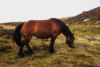 Horse grazing along the Way of St James in the French Pyrenees