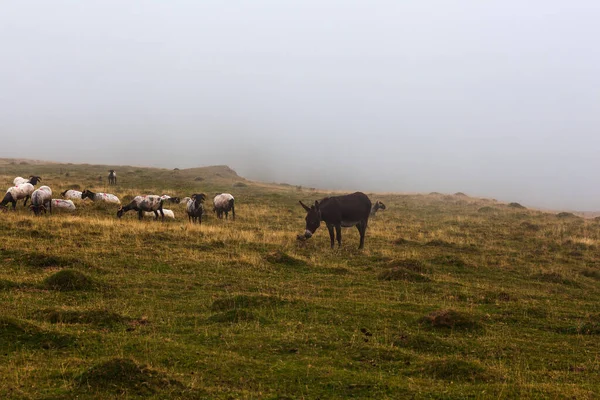 朝早く霧の中で羊とロバとヤギの放牧の混合群れフランスのピレネー山脈のサン ジェームズの道に沿って — ストック写真