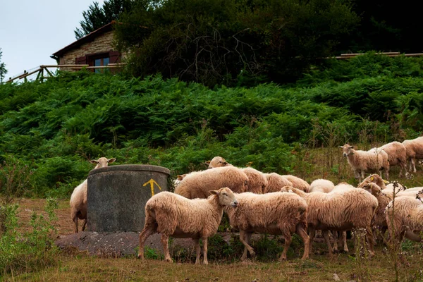 Flock Sheep French Pyrenees Mountains View Early Morning — Fotografia de Stock
