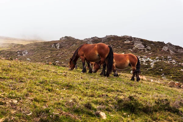 Horses grazing along the Way of St James in the French Pyrenees