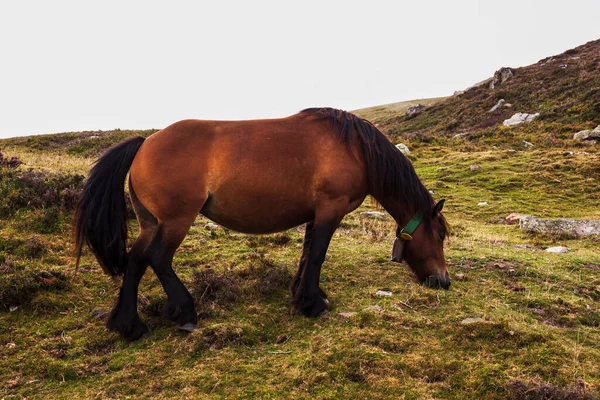 フランスのピレネー山脈のセント ジェームズ川沿いの馬の放牧 — ストック写真