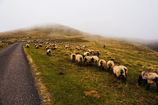 Flock Sheep Grazing Next Path Camino Santiago French Pyrenees — Stockfoto