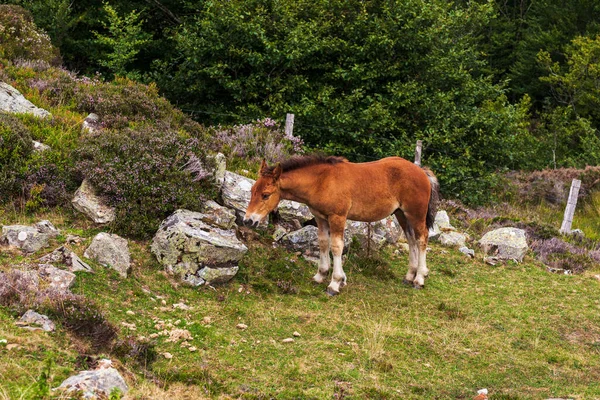 Horse Grazing Way James French Pyrenees — Stockfoto