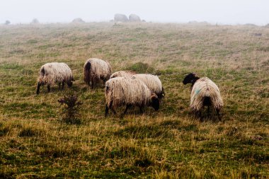 The mixed flock of sheep and goats grazing on meadow along the Camino de Santiago in the French Pyrenees