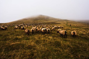 The mixed flock of sheep and goats grazing on meadow along the Camino de Santiago in the French Pyrenees