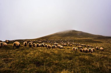 The mixed flock of sheep and goats grazing on meadow along the Camino de Santiago in the French Pyrenees