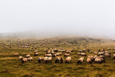 The mixed flock of sheep and goats grazing on meadow along the Camino de Santiago in the French Pyrenees