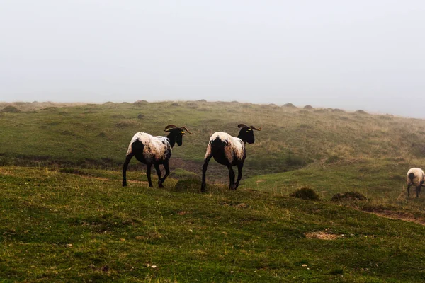フランスのピレネー山脈のサンティアゴ山沿いの牧草地でヤギの放牧の群れ — ストック写真