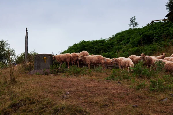 早朝に羊の群れフランスピレネー山脈の景色 — ストック写真