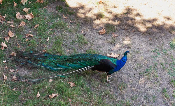 Peacock Mooie Representatieve Voorbeeld Van Mannelijke Pauw Grote Metalic Kleuren — Stockfoto