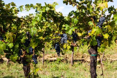 Slovenya kırsalındaki Üzümler, Üzümler. İstria