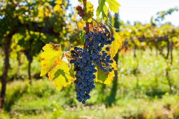Close Ripe Red Grapes Branch Istrian Countryside Slovenia — Stock Photo, Image