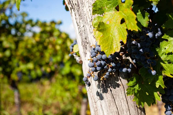 Bunches Red Grapes Vine Istrian Vineyard Slovenia — Stock Photo, Image