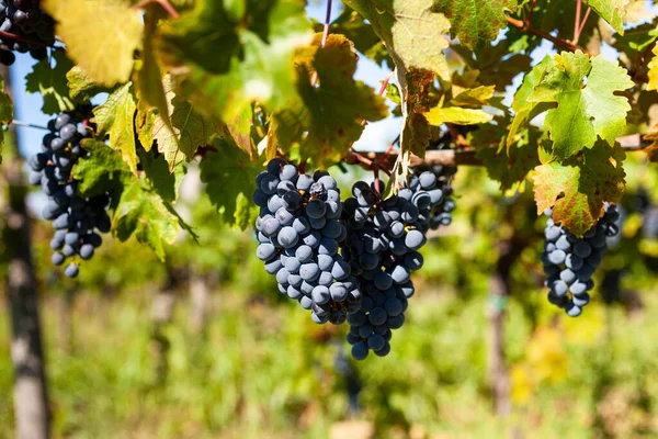 Des Grappes Raisins Rouges Sur Vigne Vignoble Istrie Slovénie — Photo
