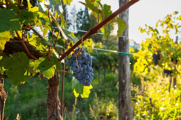 Trauben Von Roten Trauben Der Rebe Istrischer Weinberg Slowenien — Stockfoto