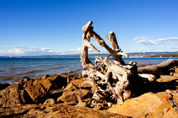 Tronco Árbol Blanco Arrojado Una Playa Junto Mar Punta Grossa — Foto de Stock