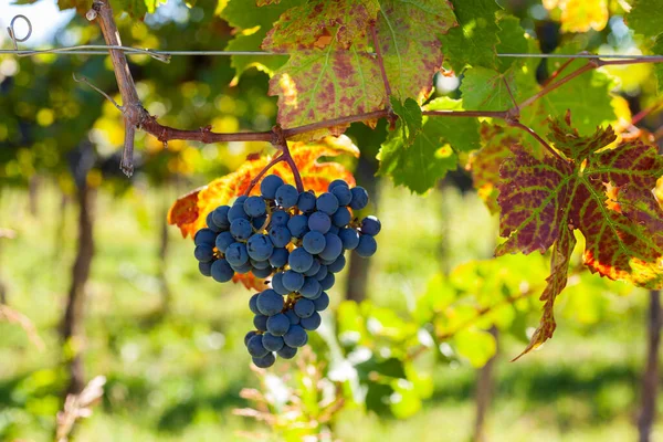 Des Grappes Raisins Rouges Sur Vigne Vignoble Istrie Slovénie — Photo