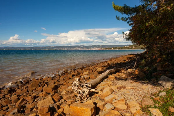 White Tree Trunk Thrown Rock Seaside Beach Punta Grossa Slovenia — Stock Photo, Image