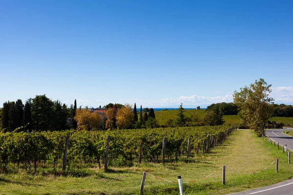 Дорога Виноградника Істрії Восени Словенія — стокове фото