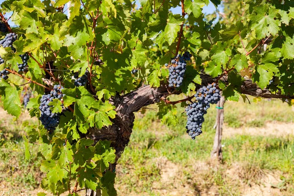 Bando Uvas Vermelhas Vinha Eslovena Colher Frutas Sazonais Ístria — Fotografia de Stock