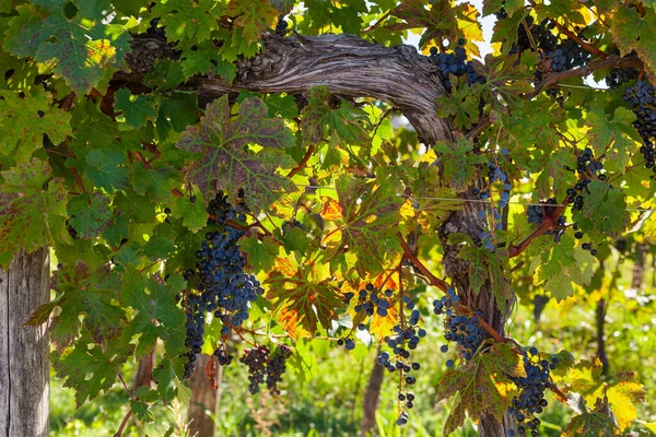 Röda Druvor Vineyars Slovenien Landsbygd Istrien — Stockfoto