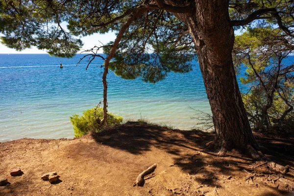 プンタ グロッサ地域のイストリア海の隣に松の木 スロベニア — ストック写真