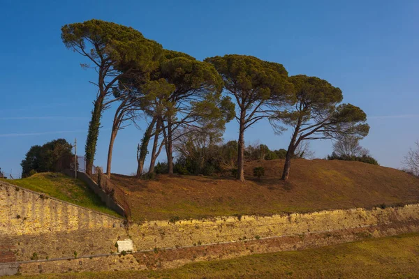 Морские Сосны Оборонительных Стенах Траншеях Пальмановой Фриули Венеция Джулия Италия — стоковое фото