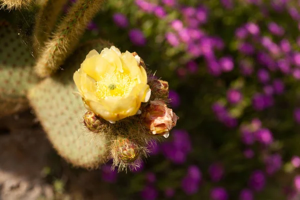 Close Yellow Cactus Flower — Stock Photo, Image