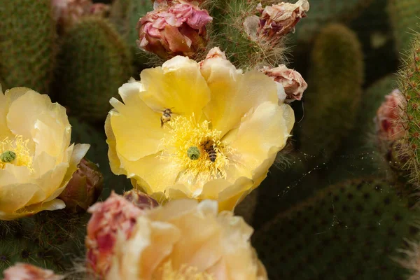 Close Bee Yellow Cactus Flower — Stock Photo, Image