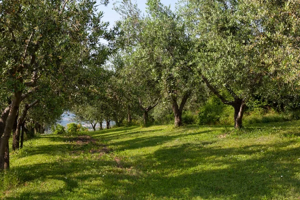 Olivenhaine Für Die Produktion Von Olivenöl Slowenien — Stockfoto