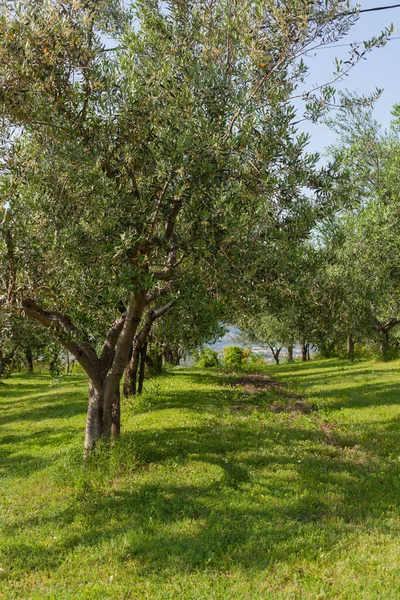 Olive Groves Destined Production Olive Oil Slovenia — Stock Photo, Image