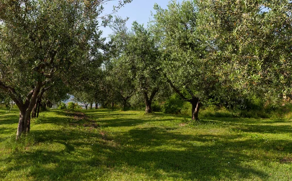 拟在斯洛文尼亚生产橄榄油的橄榄林 — 图库照片