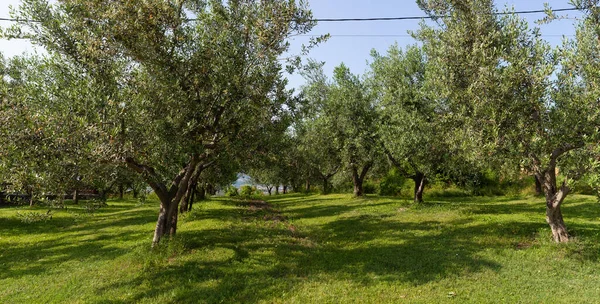 Ελαιώνες Που Προορίζονται Για Την Παραγωγή Ελαιολάδου Στη Σλοβενία — Φωτογραφία Αρχείου