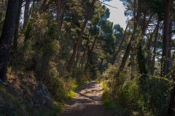 Path Called Della Salvia Friuli Venezia Giulia Olaszország — Stock Fotó