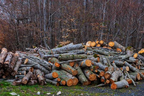 Troncos Árvores Recém Cortados Empilhados Lago Calamone Reggio Emilia Itália — Fotografia de Stock