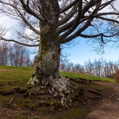 Calamone Gölü 'nün büyük ağacı. Appennino Ulusal Parkı Tosco-Emiliano