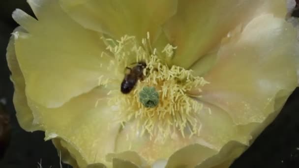 활기찬 노란색 선인장 꽃에서 꿀벌이 우아하게 꿀벌을 모으면서 자연의 발레타 — 비디오