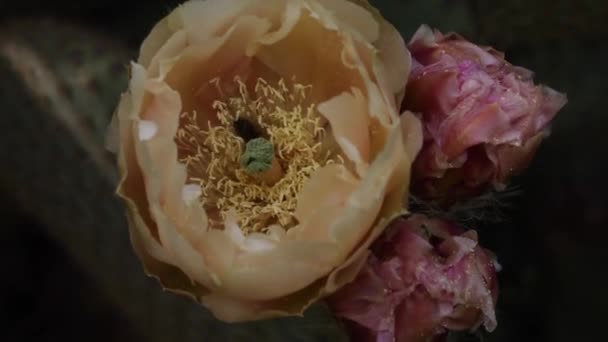 Alors Une Abeille Recueille Gracieusement Nectar Une Fleur Cactus Jaune Séquence Vidéo Libre De Droits