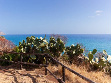 San Vito lo Capo ve Scopello arasındaki Zingaro Doğa Rezervi 'nde dikenli armutlar, Sicilya, İtalya.