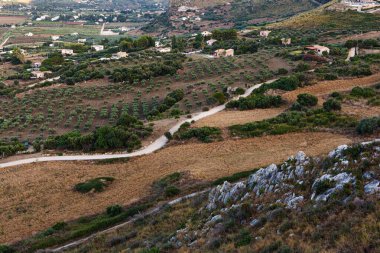 Sicilya, Scopello 'da yaz mevsiminde zeytin ağaçlarının hava manzarası. İtalya