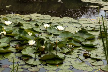 Gölette refleksleri olan beyaz su zambağı manzarası.