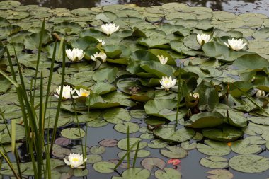 View of white waterlily with reflexes on pond. clipart