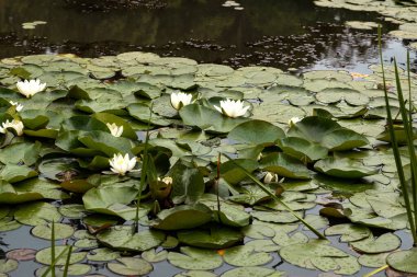 Gölette refleksleri olan beyaz su zambağı manzarası.