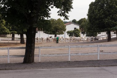 Lipica, Slovenya - 25 Mayıs 2024: Ahırın dışında otlayan beyaz Lipizzan atları