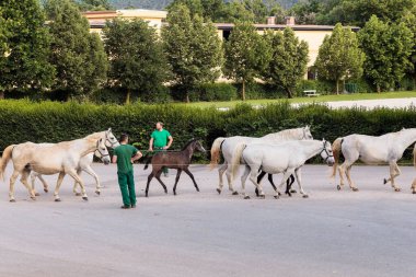 Lipica, Slovenya - 25 Mayıs 2024: Meşhur Lipizzan atlarını otlaktan ahırlara dönerken kontrol edin ve yönetin