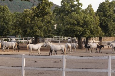 Slovenya 'nın Lipica kentindeki beyaz çitlerin arkasında bir grup güzel beyaz Lipizzan atı.