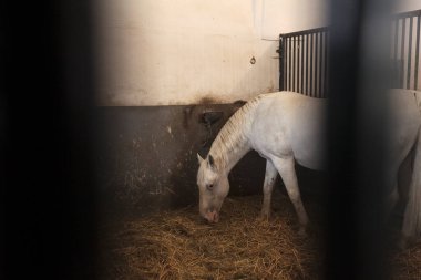 Slovenya 'nın Lipica kentindeki bir ahırda dikilen güzel, beyaz Lipizzan ya da Lippizaner Atı saman yiyor.