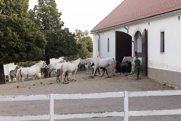 Lipica, Slovenya - 25 Mayıs 2024: Meşhur Lipizzan atlarını otlaktan ahırlara dönerken kontrol edin ve yönetin