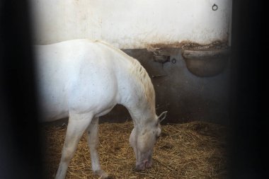 Slovenya 'nın Lipica kentindeki bir ahırda dikilen güzel, beyaz Lipizzan ya da Lippizaner Atı saman yiyor.